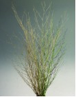 dried flowers d-f044